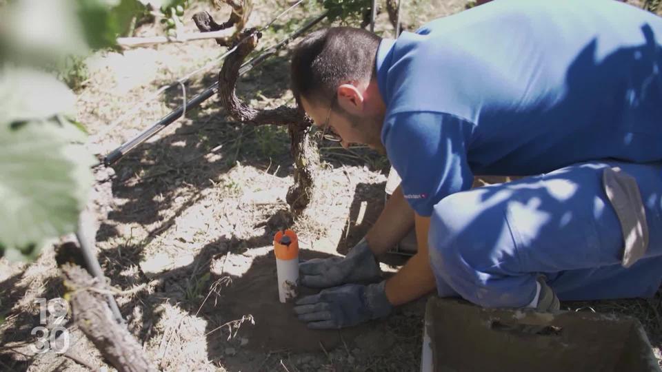 La commune de Salquenen (VS), une des plus sèche de Suisse, teste de nouvelles technologies d'arrosage pour ses vignes