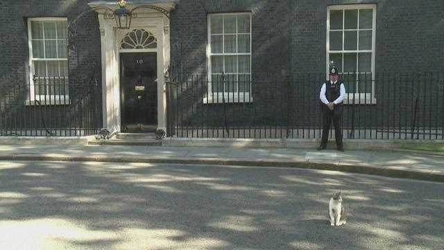 Larry, le chat de 10 Downing Street, se prépare à accueillir un nouveau colocataire