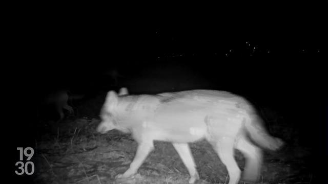 L’Office fédéral de l'environnement a donné son feu vert au tir de régulation des loups du Mont Tendre, demandé par le canton de Vaud