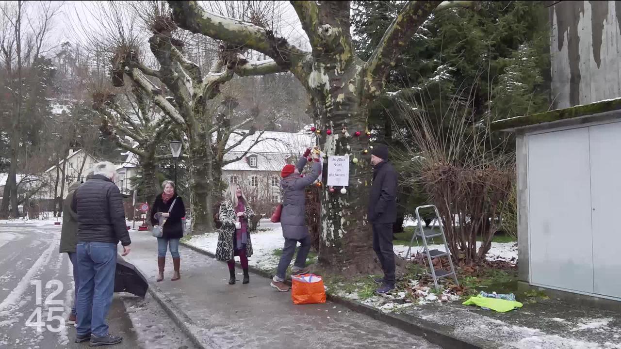 Victoire d’étape pour les opposants à l’abattage de vieux platanes qui entourent le collège Stockmar dans le Jura