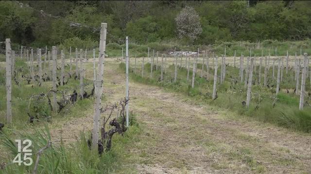 À Genève, les vignerons sont démunis face au gel qui ravage leurs vignes