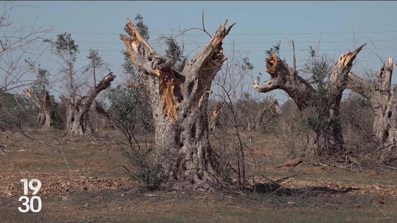 Une bactérie menace les oliveraies en Italie. Un cultivateur d'origine suisse organise la lutte