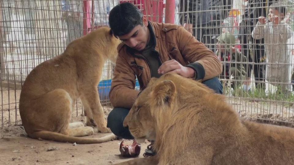 Au zoo de Rafah, les animaux meurent de faim