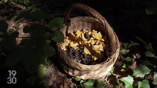 Un nouveau règlement vaudois limite la cueillette des champignons