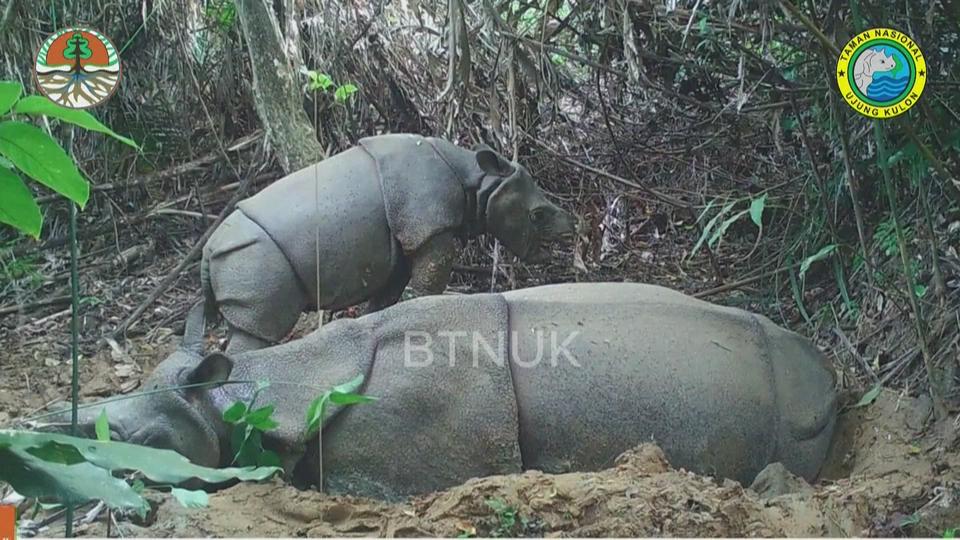 Un jeune rhinocéros de Java, espèce hautement menacée, repéré en Indonésie