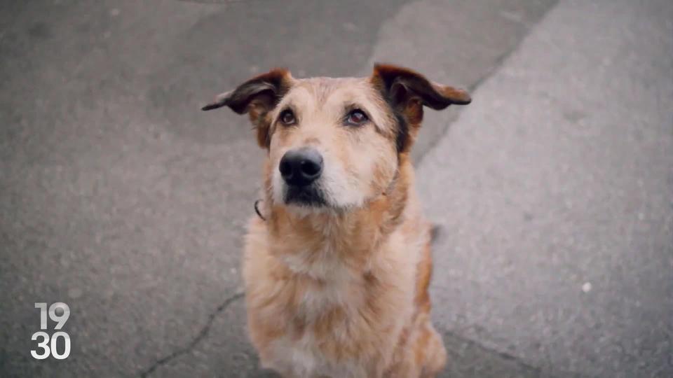 «Le Procès du chien» raconte l’histoire délirante d’un quadrupède menacé d’euthanasie et défendu par une avocate devant une cours d’assises