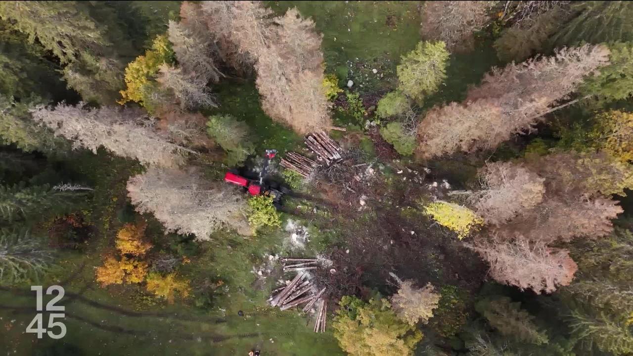 Dans le canton de Vaud, le bostryche fait des ravages avec la chaleur de ces derniers étés