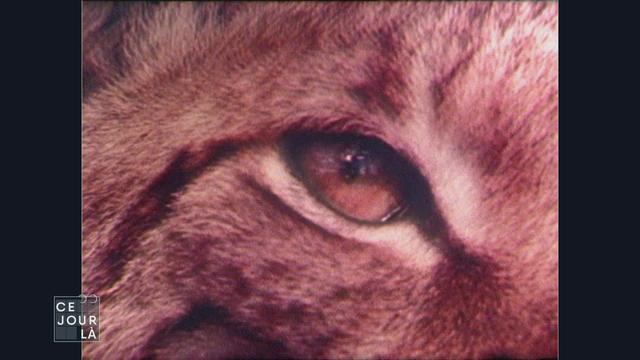 Dans les années 1980, la réintroduction du lynx crée des tensions en Valais