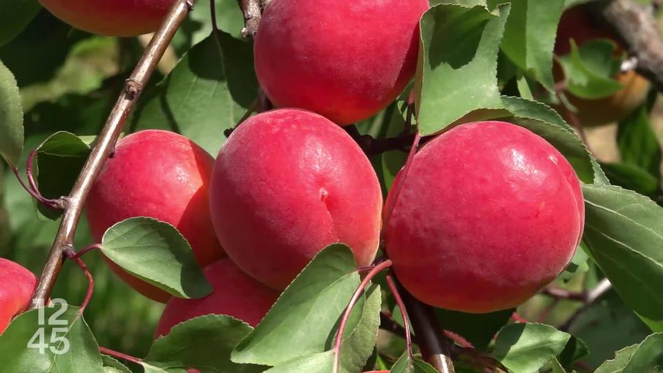 Les producteurs d’abricots valaisans visent la durabilité