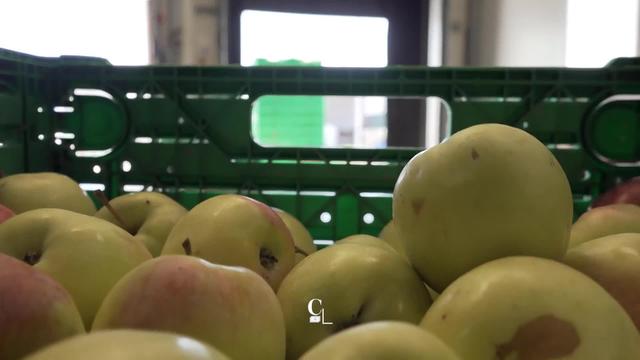 La vente des fruits et légumes "moches" pour lutter contre le gaspillage alimentaire