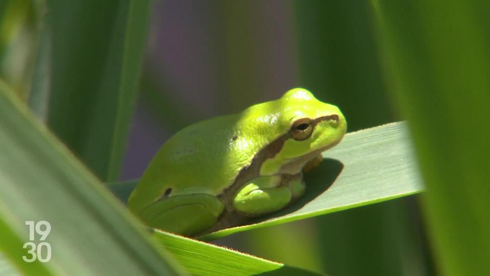 Zoom sur les enjeux de l’initiative sur la biodiversité, à plus d’un mois du scrutin