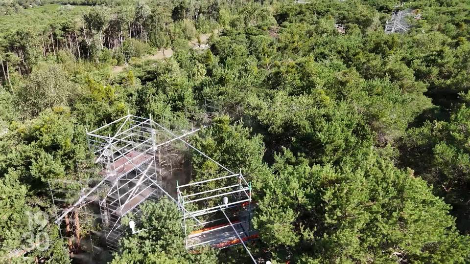 Dans le bois de Finges, des chercheurs étudient les effets de la sècheresse sur les arbres au moyen de brumisateurs géants