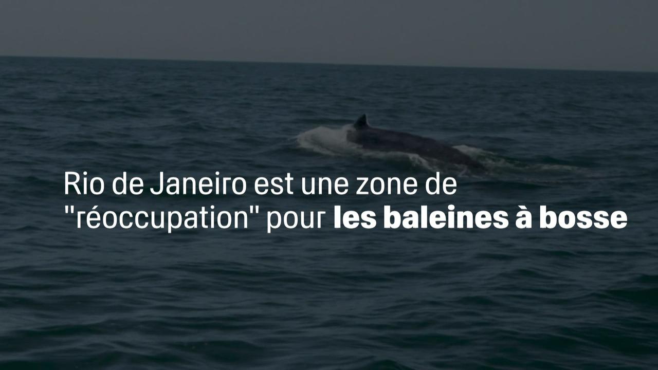 Rio devient une zone de "réoccupation" pour les baleines à bosse