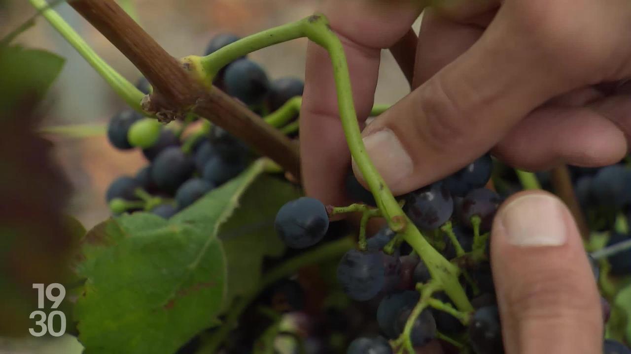 L'encaveur Cédric Flaction, accusé de fraude à l'AOC Valais, a écopé de 42 mois de prison ferme pour avoir vendu des centaines de milliers de litres de vins étrangers