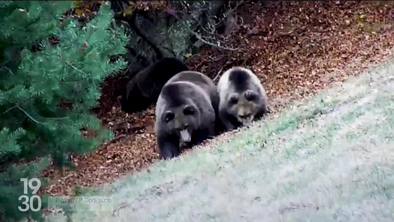 En Italie, le vote d’une loi qui permet d’abattre 8 ours par an malgré la protection de l’espèce a enflammé les tensions entre les défenseurs des animaux et les politiques
