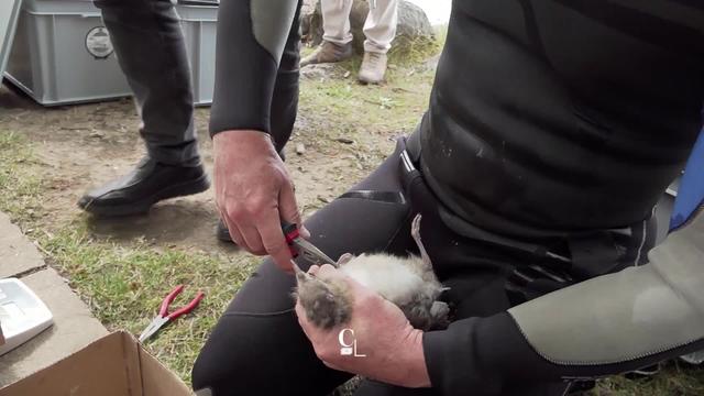 Focus sur une campagne de baguage à l'ile aux oiseaux de Préverenges (VD)