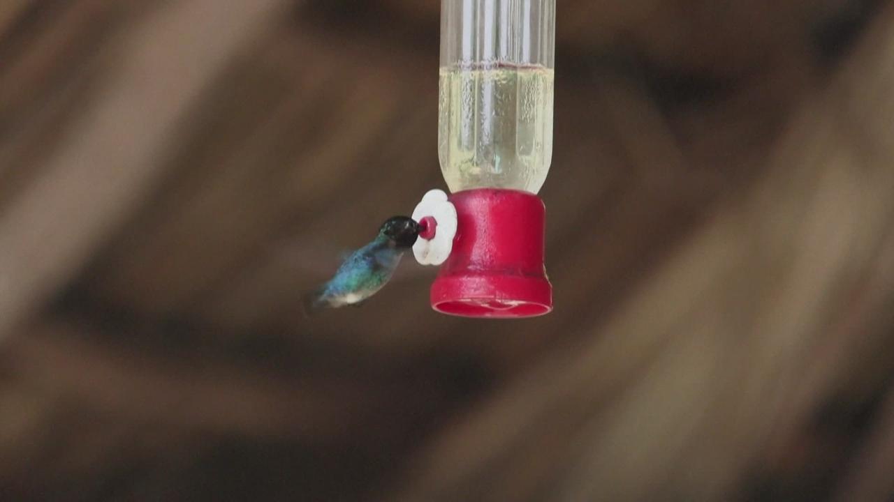 A la rencontre du colibri d'Elena, le plus petit oiseau du monde