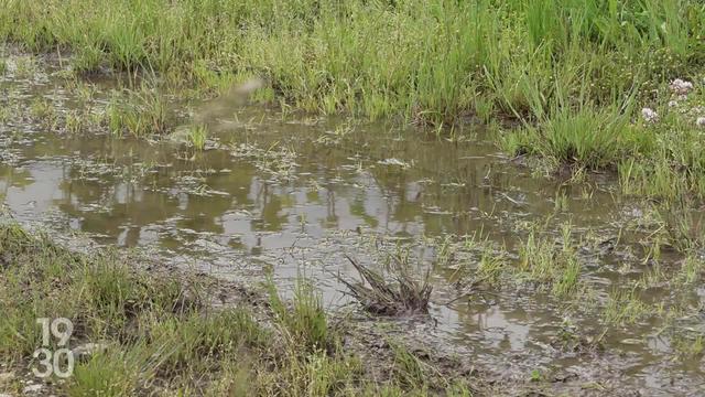 Après un printemps pluvieux, les réserves d'eau pourront-elles nous préserver de la canicule estivale ?