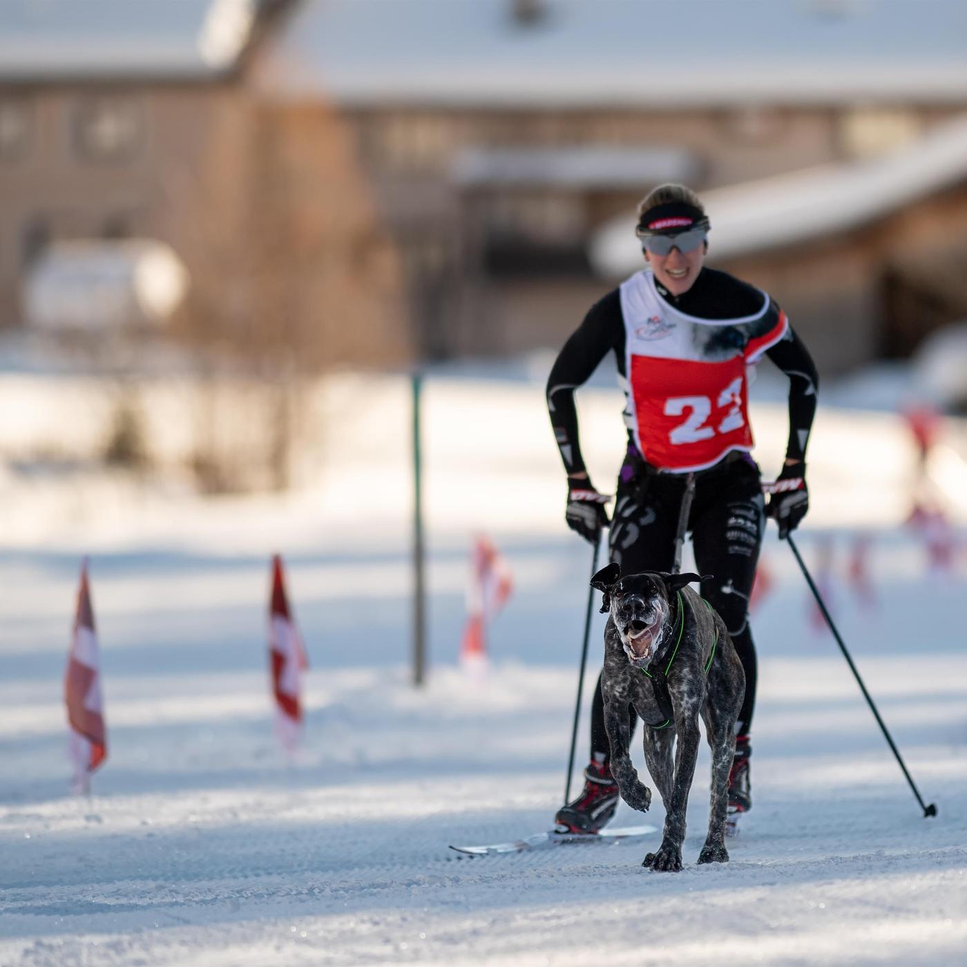 Stéphanie Kull et ses chiens champions de skijöring