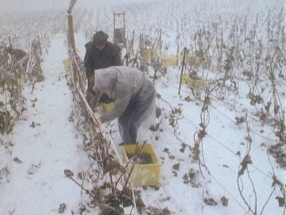 Le vin des neiges