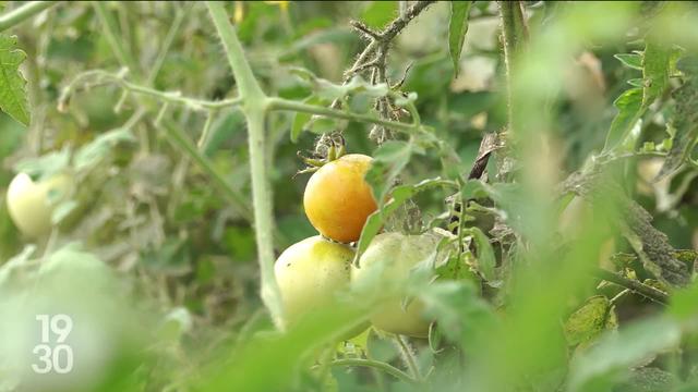 Aux Evouettes (VS), 75 variétés des tomates ont été plantées dans le but de les préserver