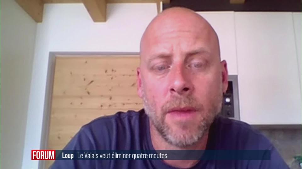 Le Valais souhaite éliminer quatre meutes de loups: interview de Nicolas Bourquin