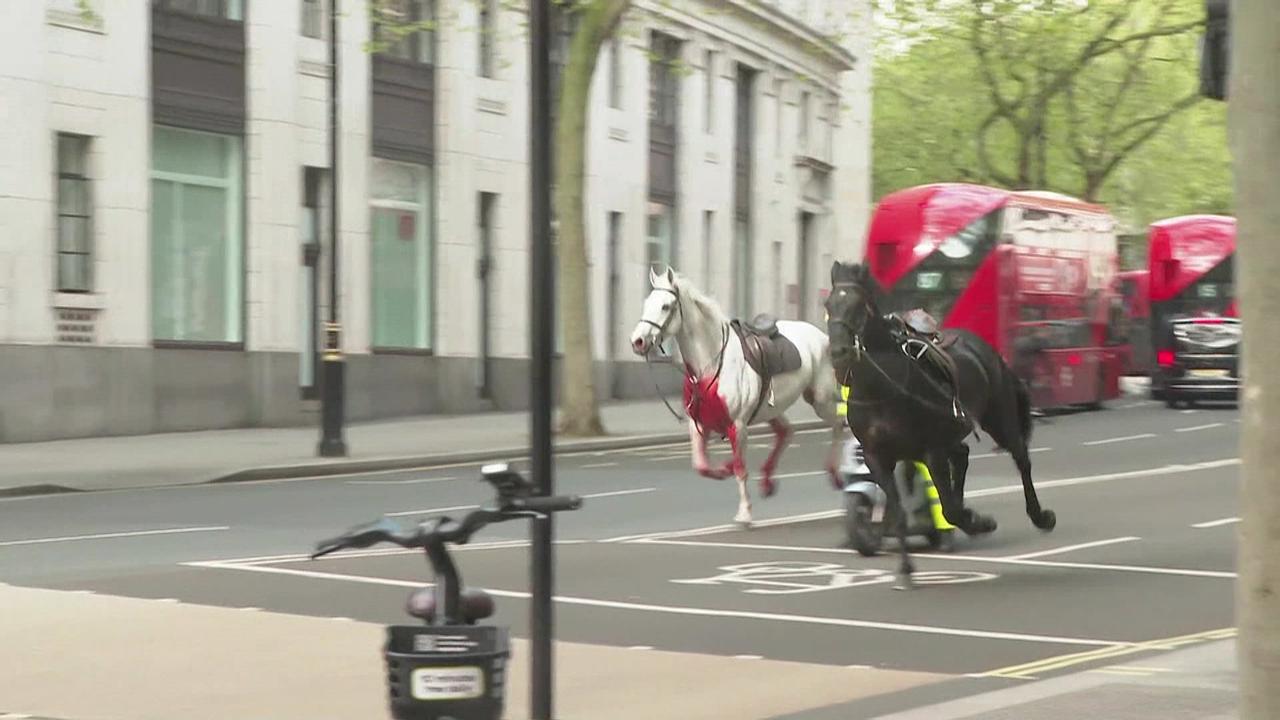 Des chevaux en cavale en plein centre de Londres
