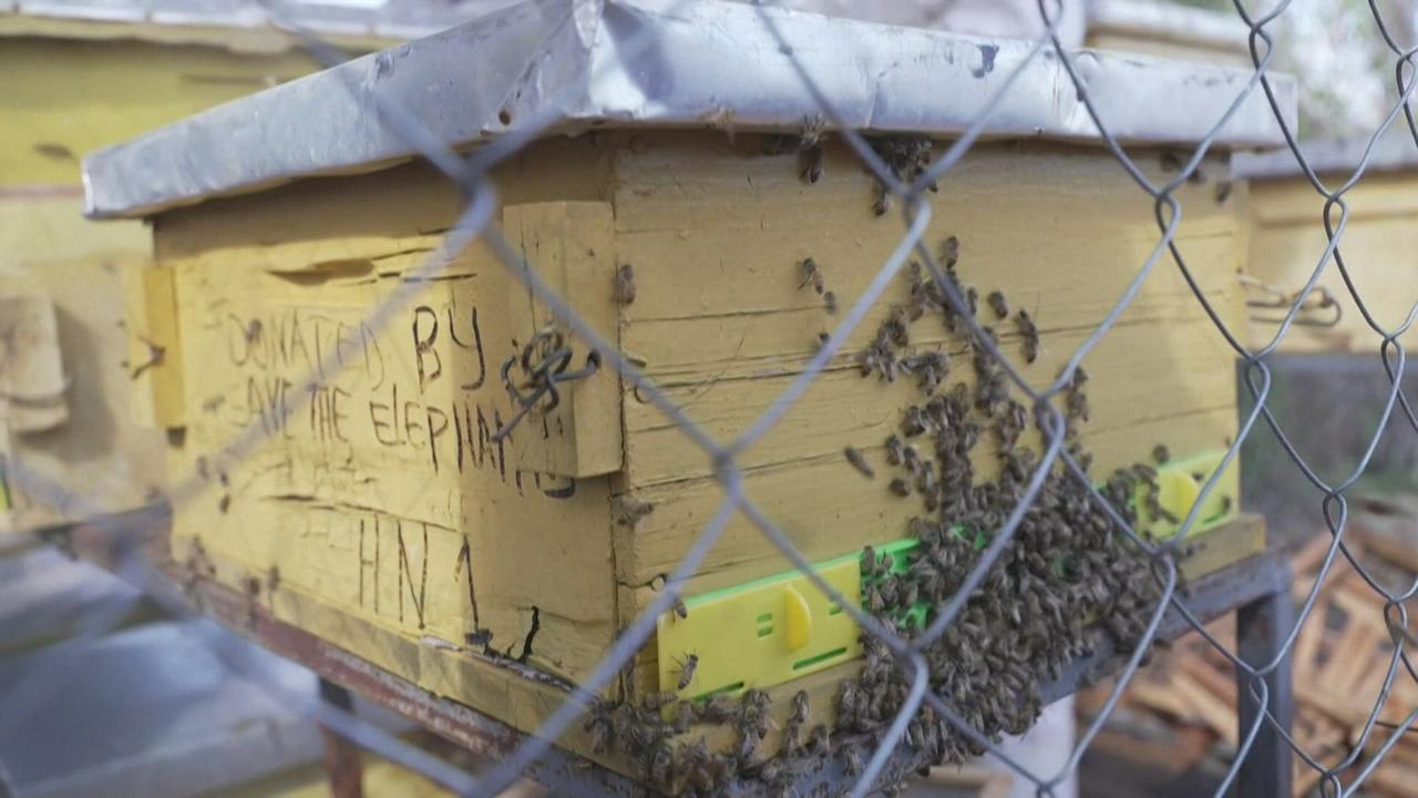 Les abeilles comme solution au conflit entre éléphants et êtres humains au Kenya