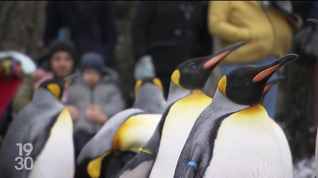 La parade des manchots du zoo de Zurich