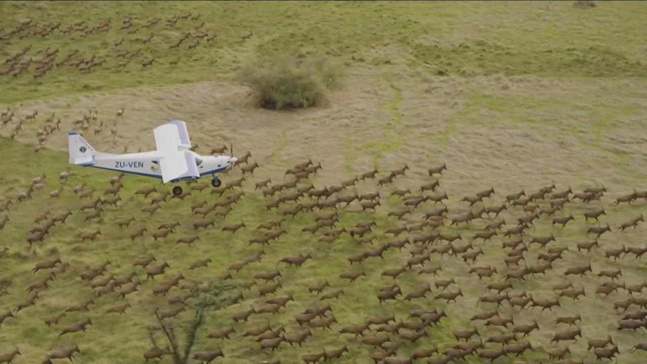 Au Soudan du Sud, la "plus grande migration de mammifères terrestres au monde" étudiée