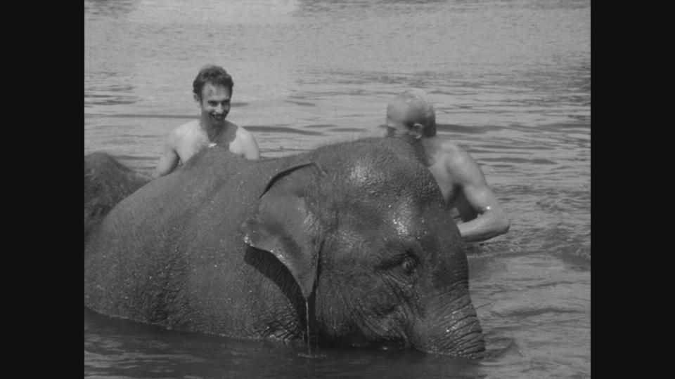 Archives: jeunes éléphants du cirque Knie prenant un bain dans le lac, à Vidy (1964)