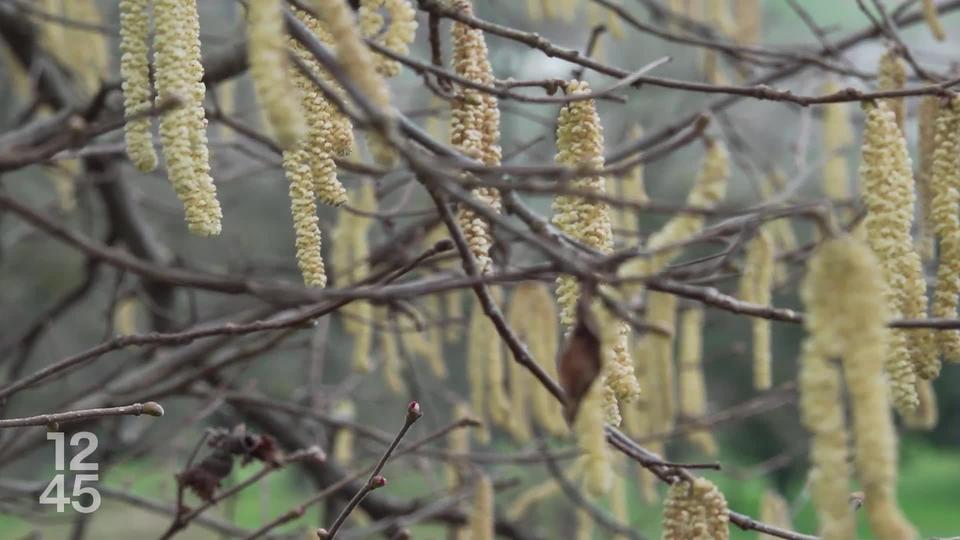 Avec un hiver doux, la saison des pollens commence plus tôt que d’habitude