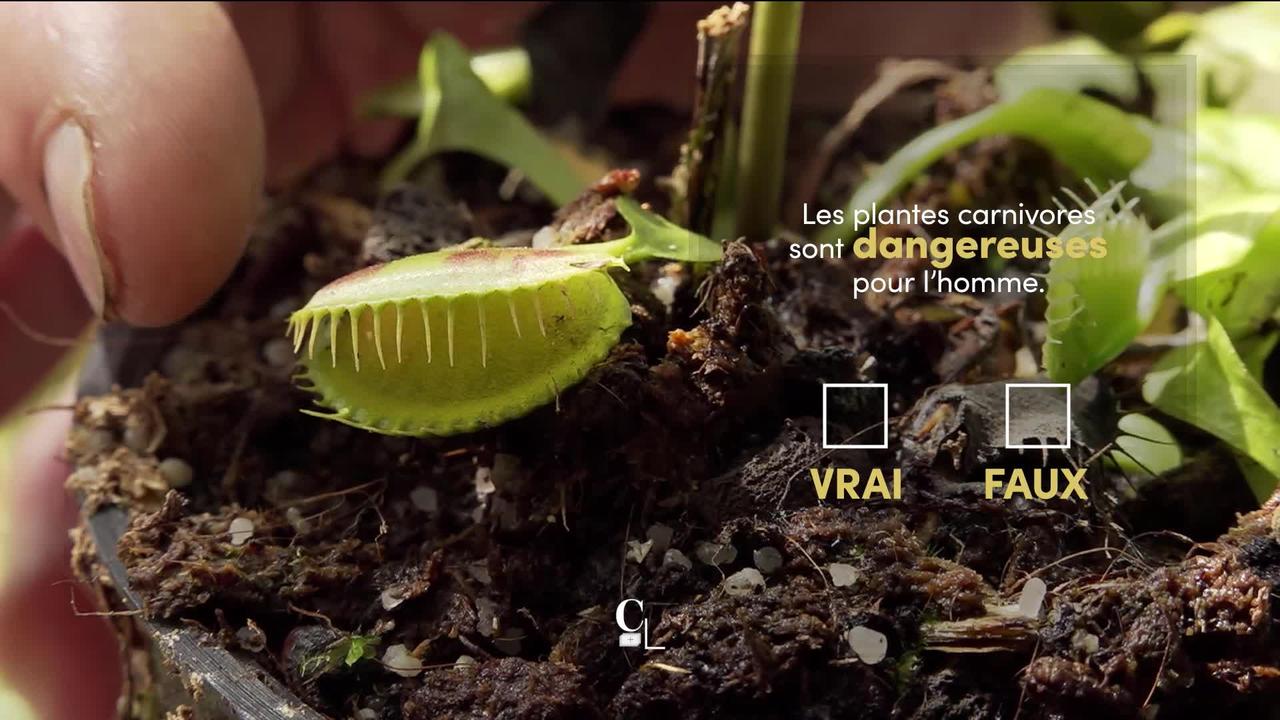 Les plantes carnivores sont-elles aussi dangereuses qu’on l'imagine ? Réponse au Jardin botanique de Fribourg