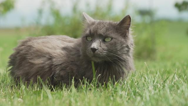 Chat blessé lors d'un combat : qui paie ?