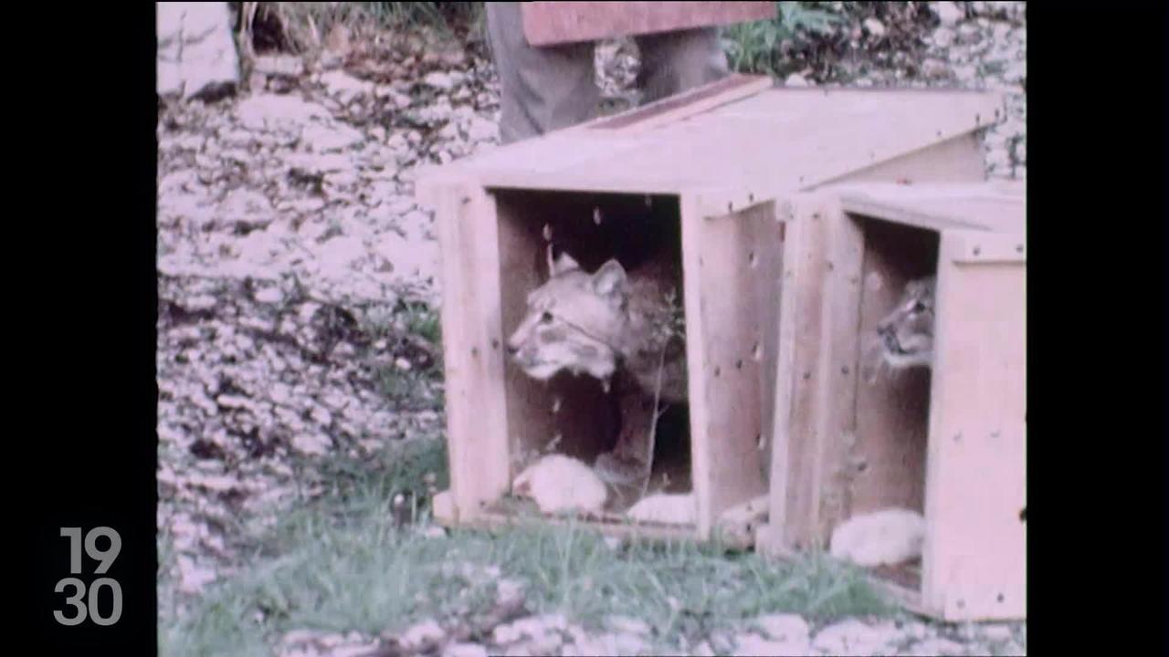 Cela fait 50 ans que le lynx a repris ses quartiers dans les forêts du Val-de-Travers