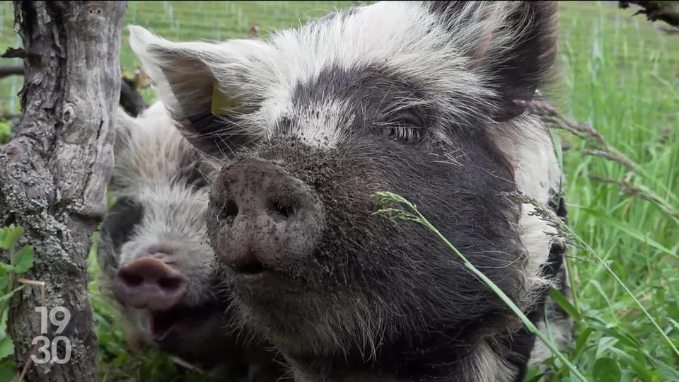 Originaires de Nouvelle-Zélande, les cochons Kunekune sont utilisés pour désherber les parcelles difficiles d’accès dans les vignobles