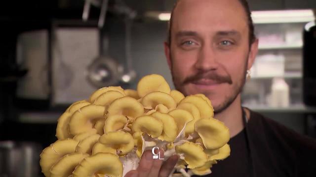 Le champignon noble de culture, nouvel eldorado pour la gastronomie