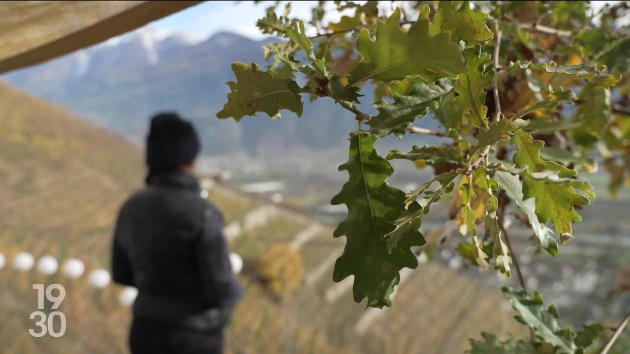 Le Valais a voté la modification de sa loi sur les violences domestiques pour améliorer l'aide aux victimes