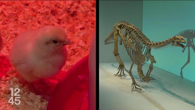 Une exposition du Musée d’histoire naturelle de Neuchâtel fait le lien entre les poussins et leurs ancêtres dinosaures