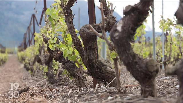 Le changement brutal des températures provoque des dégâts dans plusieurs vignobles de Suisse romande