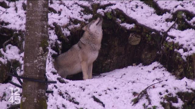 L'Office fédéral de l'environnement autorise le Valais à abattre deux nouvelles meutes de loups