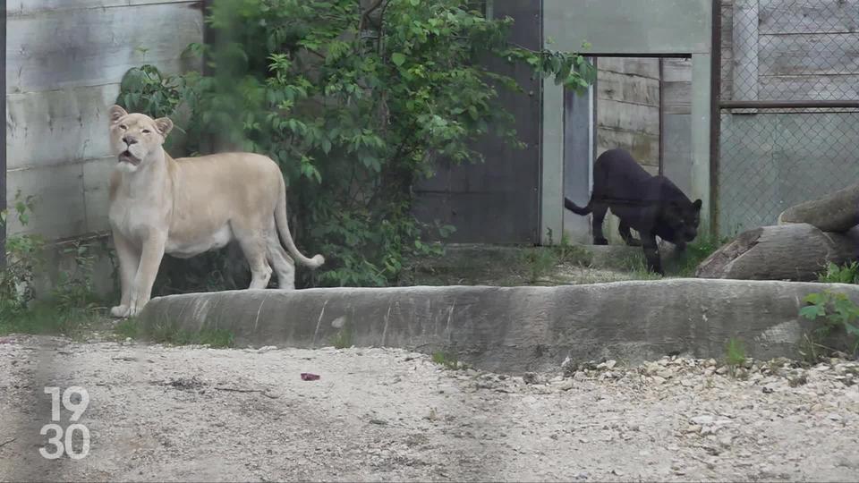 Inséparables depuis la naissance, les félins Snowy et Bagira ont été accueillis au zoo de Crémines