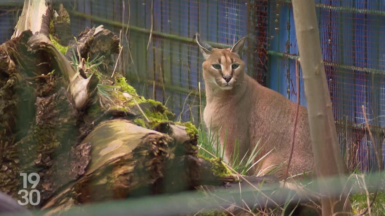 Un caracal, cousin africain du Lynx, se promène dans la forêt de Courgenay, dans le canton du Jura