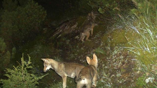 C'est un loup né en 2024 qui est dans le viseur des gardes-faune vaudois (photo prétexte).