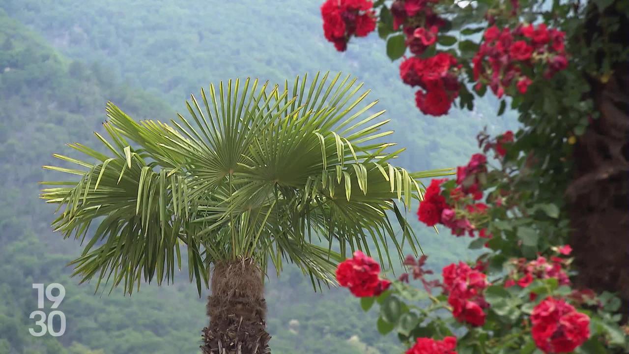 Interdire la vente de plantes invasives a permis une découverte sur les palmiers du Tessin : 15% des mâles peuvent s'autoféconder