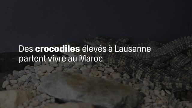 Des crocodiles sacrés quittent Aquatis à Lausanne pour le Maroc