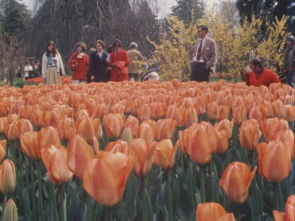 Fête de la Tulipe