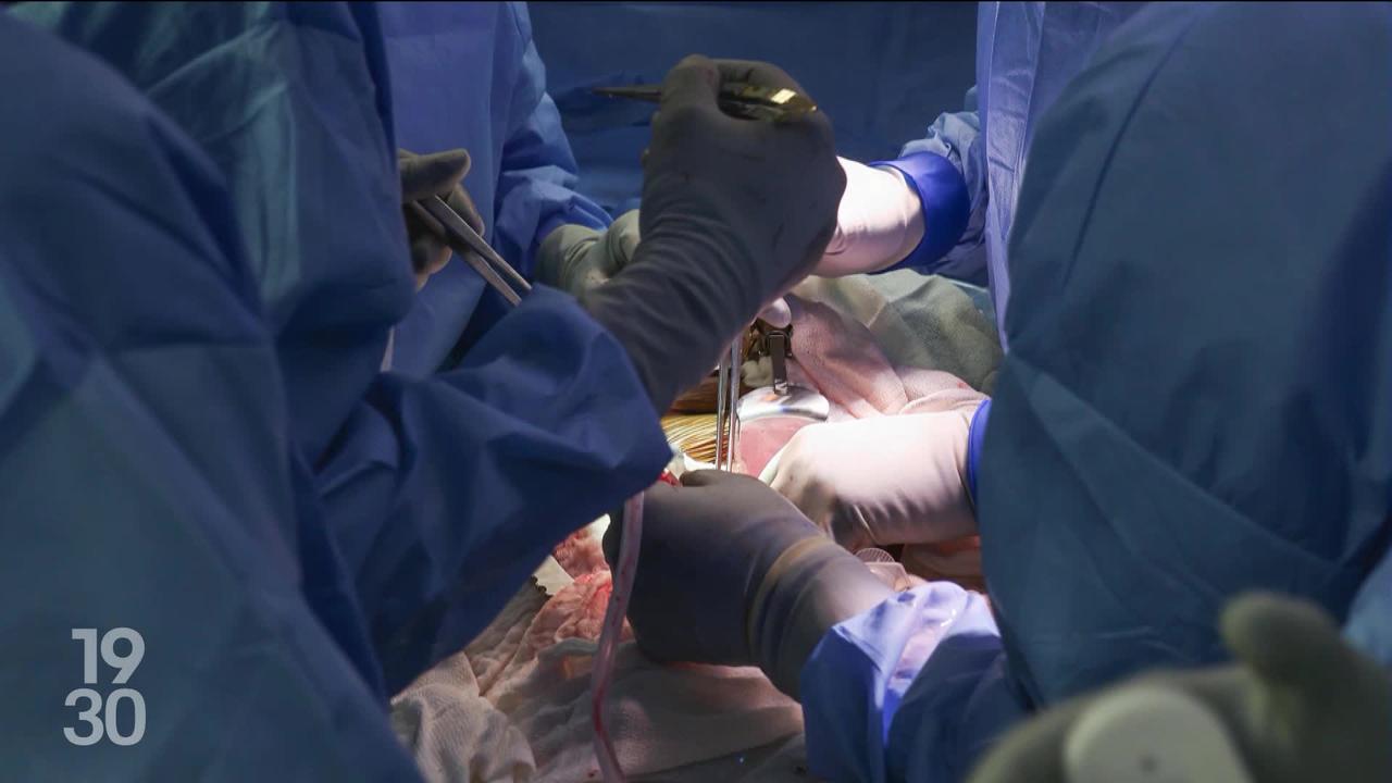 Des chirurgiens américains ont réussi l’exploit de greffer un rein de porc sur un patient, une première mondiale.