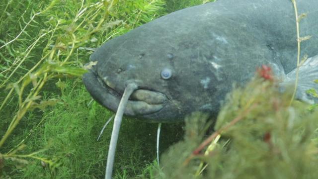 Sous l’eau avec une faune captivante