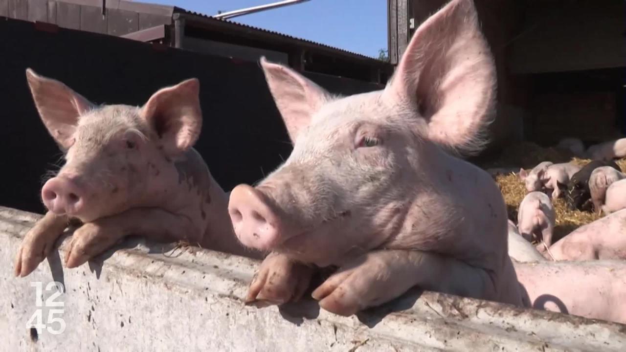 La peste porcine africaine détectée près de la frontière du Tessin. Le risque d'introduction du virus en Suisse est élevé.